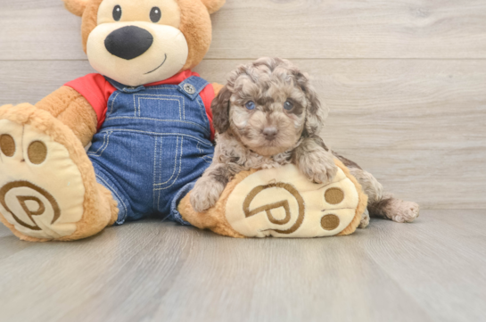 Poodle Pup Being Cute