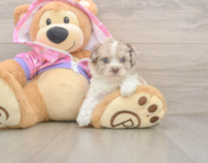 7 week old Poodle Puppy For Sale - Pilesgrove Pups