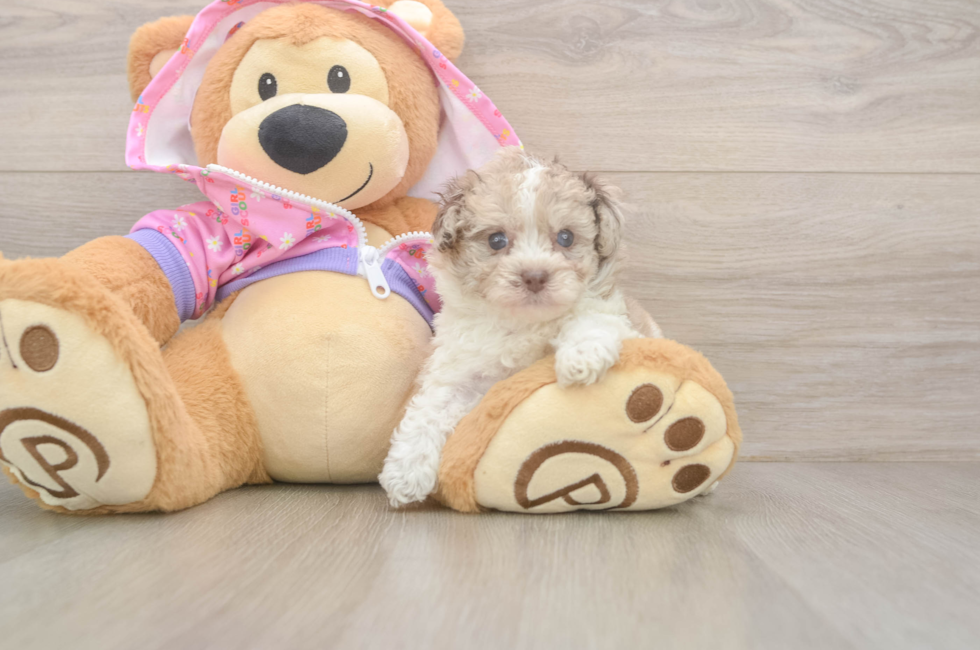 5 week old Poodle Puppy For Sale - Pilesgrove Pups