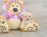 10 week old Poodle Puppy For Sale - Pilesgrove Pups