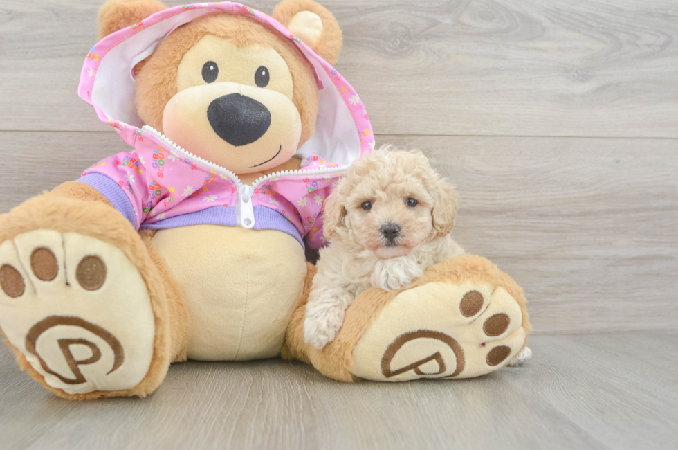 5 week old Poodle Puppy For Sale - Pilesgrove Pups