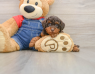 6 week old Poodle Puppy For Sale - Pilesgrove Pups