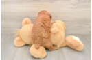 Best Poodle Baby