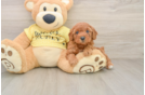 Adorable Pudle Purebred Puppy