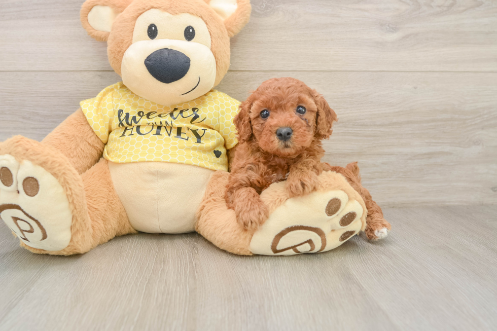 Adorable Pudle Purebred Puppy