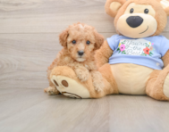 8 week old Poodle Puppy For Sale - Pilesgrove Pups