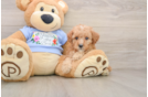 Smart Pooodle Purebred Puppy