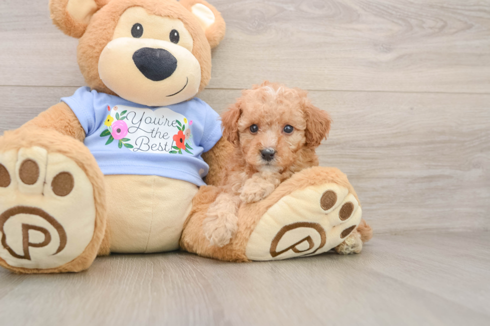 Smart Pooodle Purebred Puppy