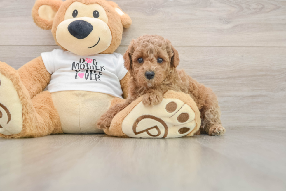 Best Poodle Baby