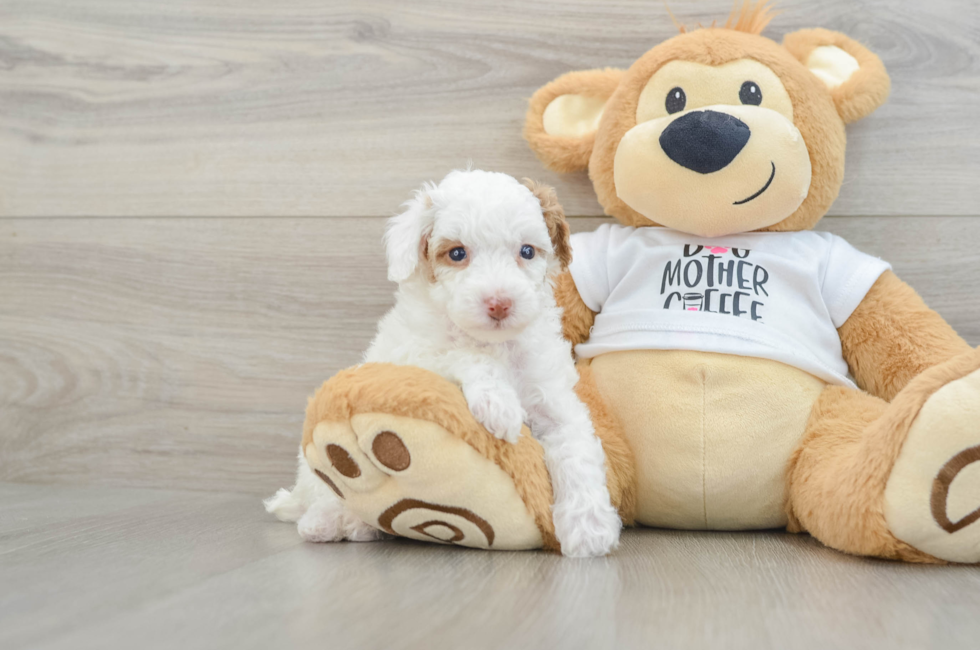 6 week old Poodle Puppy For Sale - Pilesgrove Pups