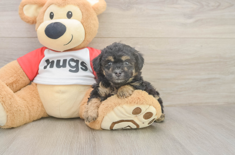 5 week old Poodle Puppy For Sale - Pilesgrove Pups