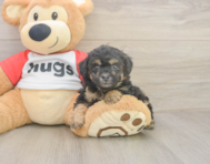 7 week old Poodle Puppy For Sale - Pilesgrove Pups 7 week old Poodle Puppy For Sale - Pilesgrove Pups