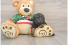 Little Poodle Purebred Pup