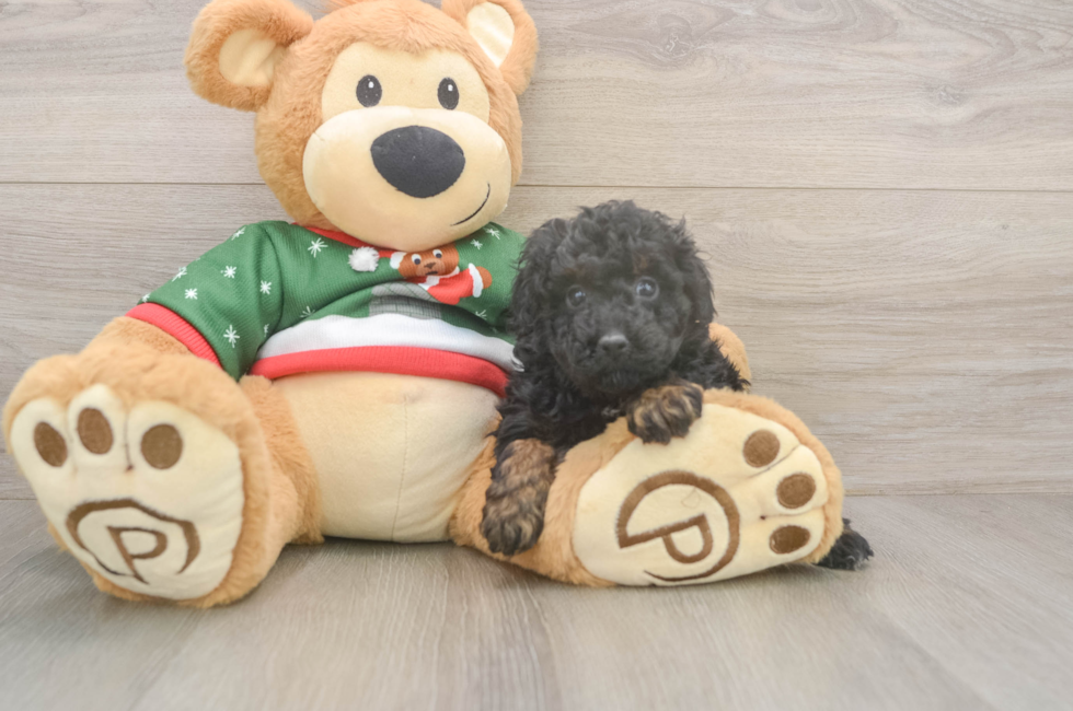 5 week old Poodle Puppy For Sale - Pilesgrove Pups