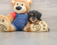7 week old Poodle Puppy For Sale - Pilesgrove Pups