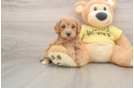 Poodle Pup Being Cute