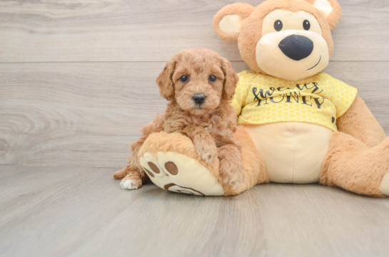 Poodle Pup Being Cute