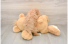 Energetic Pooodle Purebred Puppy