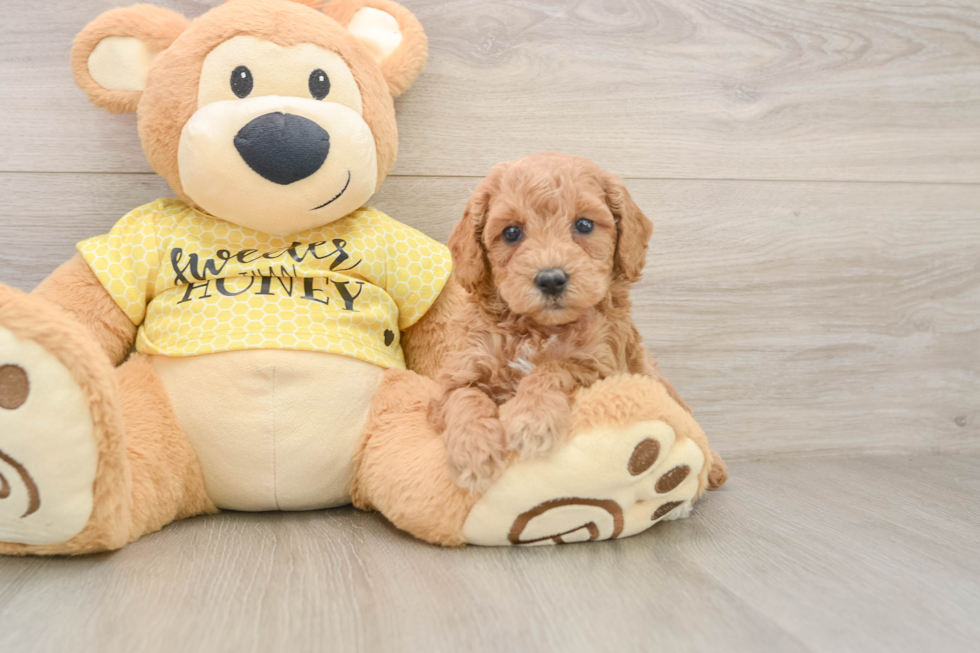 Little Poodle Baby