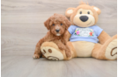 Poodle Pup Being Cute