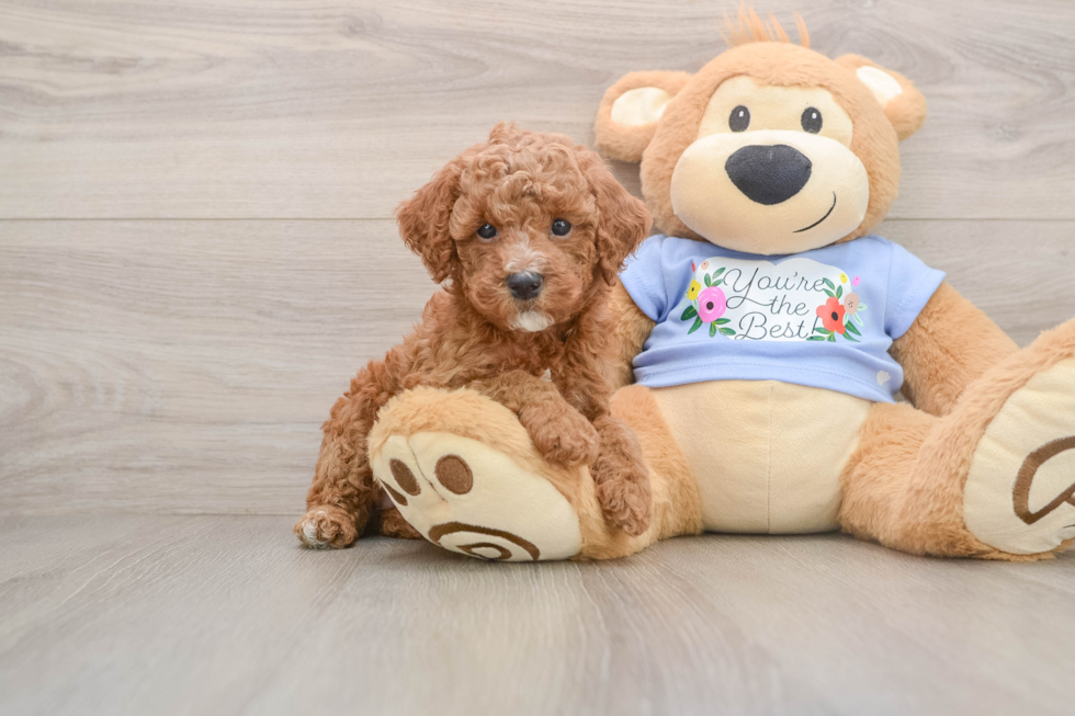 Poodle Pup Being Cute