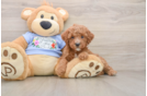 Best Poodle Baby
