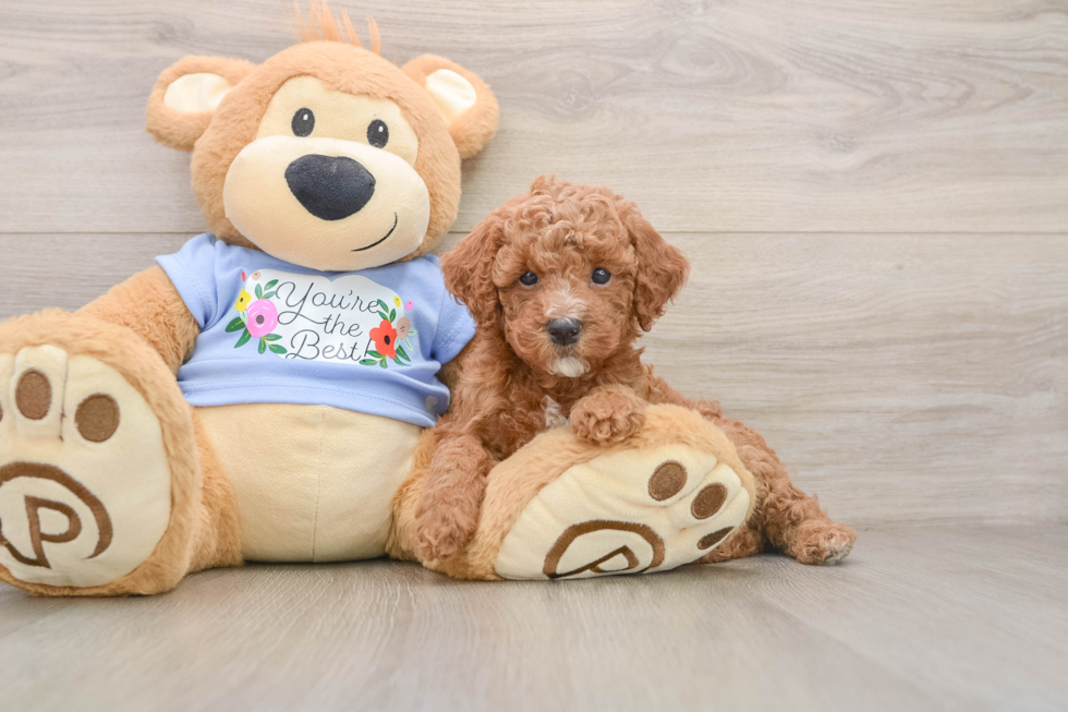 Best Poodle Baby