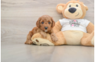 Poodle Puppy for Adoption