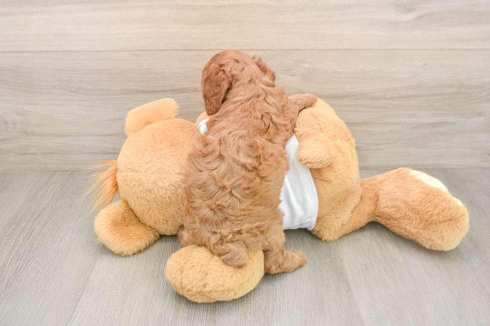 Akc Registered Poodle Purebred Pup