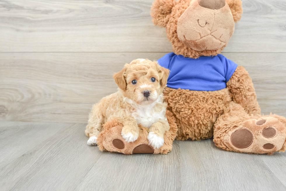 Friendly Poodle Baby