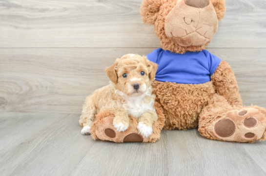 Friendly Poodle Baby