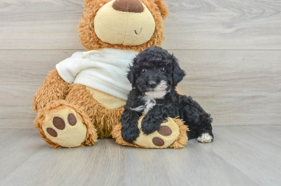 7 week old Poodle Puppy For Sale - Pilesgrove Pups