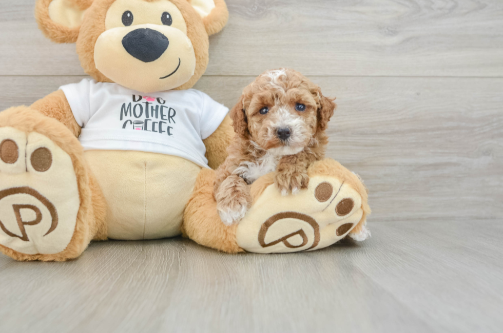 6 week old Poodle Puppy For Sale - Pilesgrove Pups
