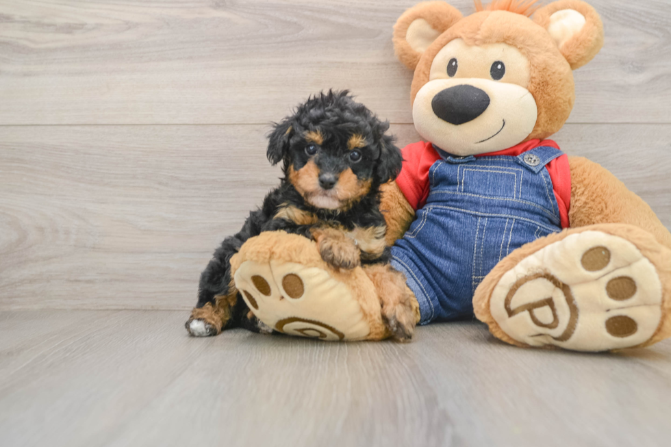 Poodle Puppy for Adoption