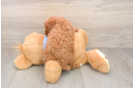Poodle Puppy for Adoption