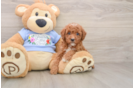 Fluffy Pudel Purebred Puppy