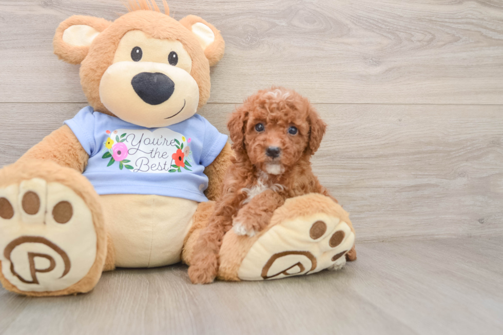 Fluffy Pudel Purebred Puppy