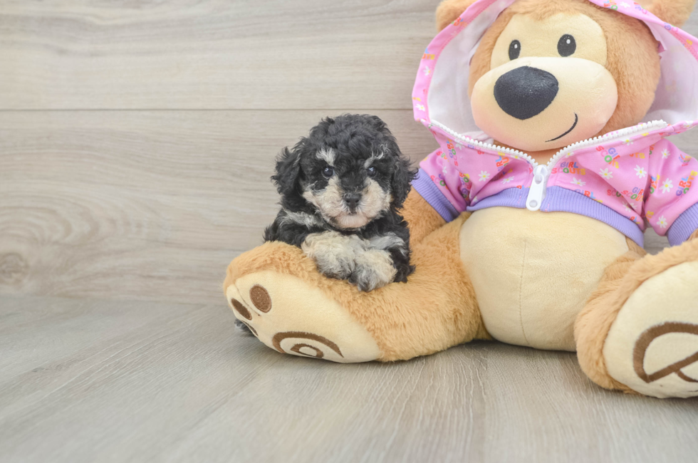 5 week old Poodle Puppy For Sale - Pilesgrove Pups