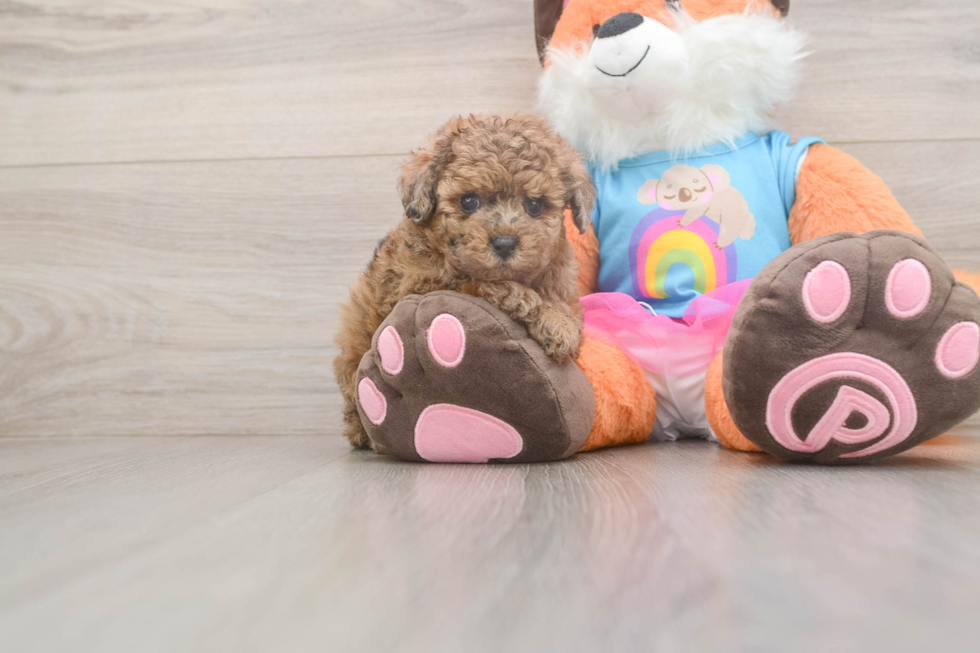 Best Poodle Baby