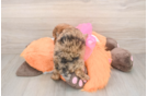 Energetic Pudle Purebred Puppy