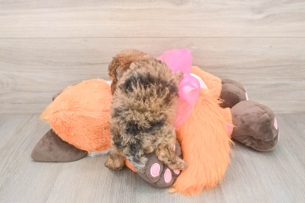 Energetic Pudle Purebred Puppy