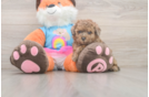 Smart Pudle Purebred Puppy