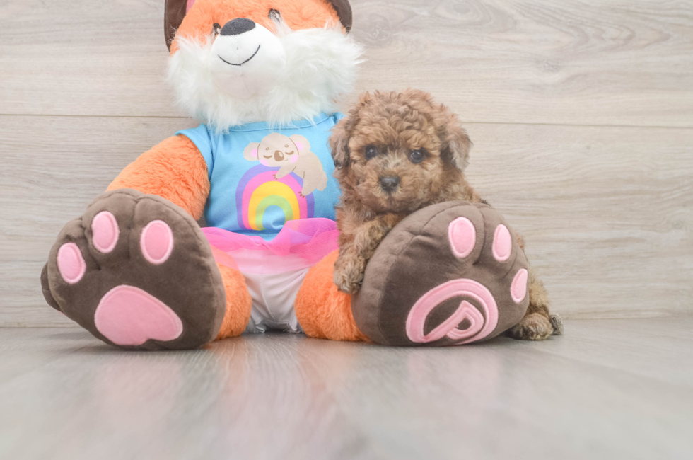 5 week old Poodle Puppy For Sale - Pilesgrove Pups