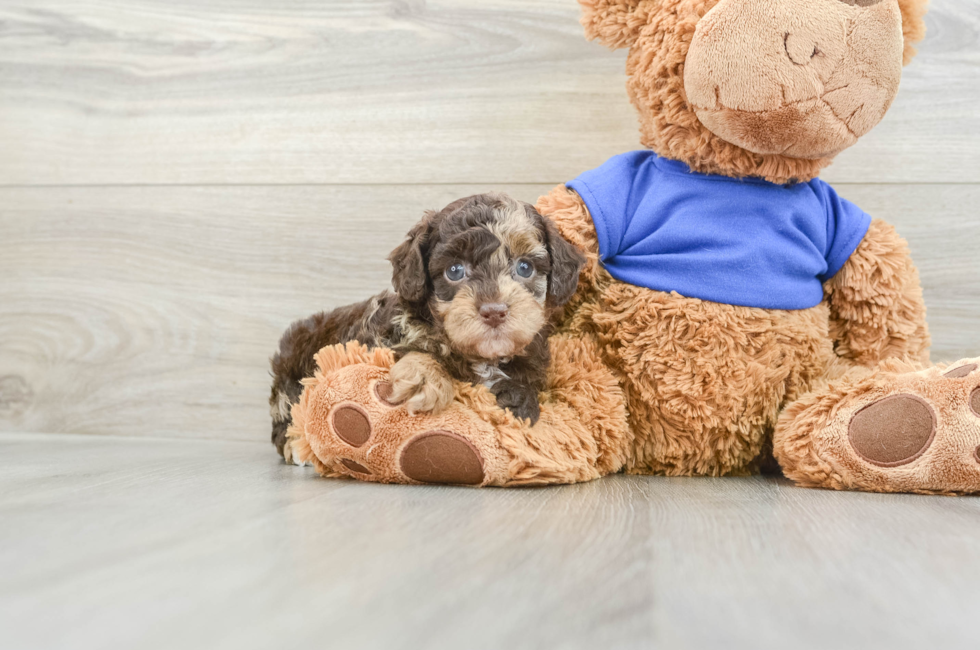 6 week old Poodle Puppy For Sale - Pilesgrove Pups