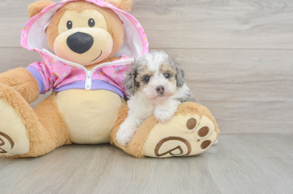 5 week old Poodle Puppy For Sale - Pilesgrove Pups