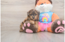 Poodle Pup Being Cute