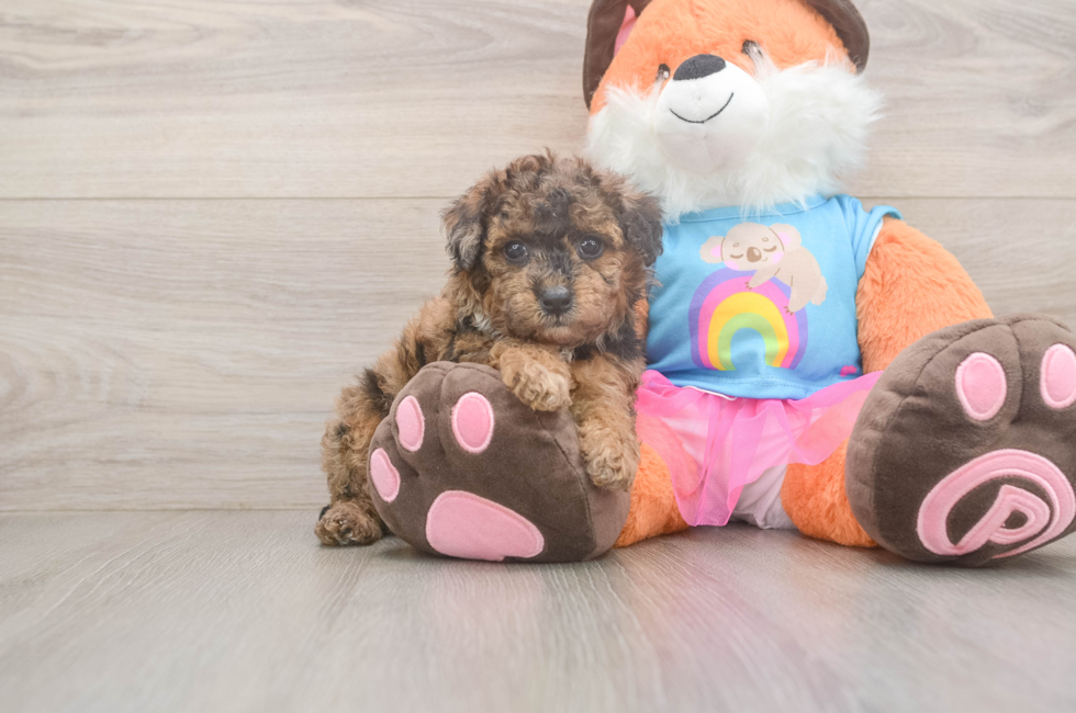 5 week old Poodle Puppy For Sale - Pilesgrove Pups