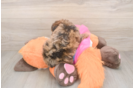 Best Poodle Baby