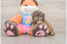 Poodle Pup Being Cute