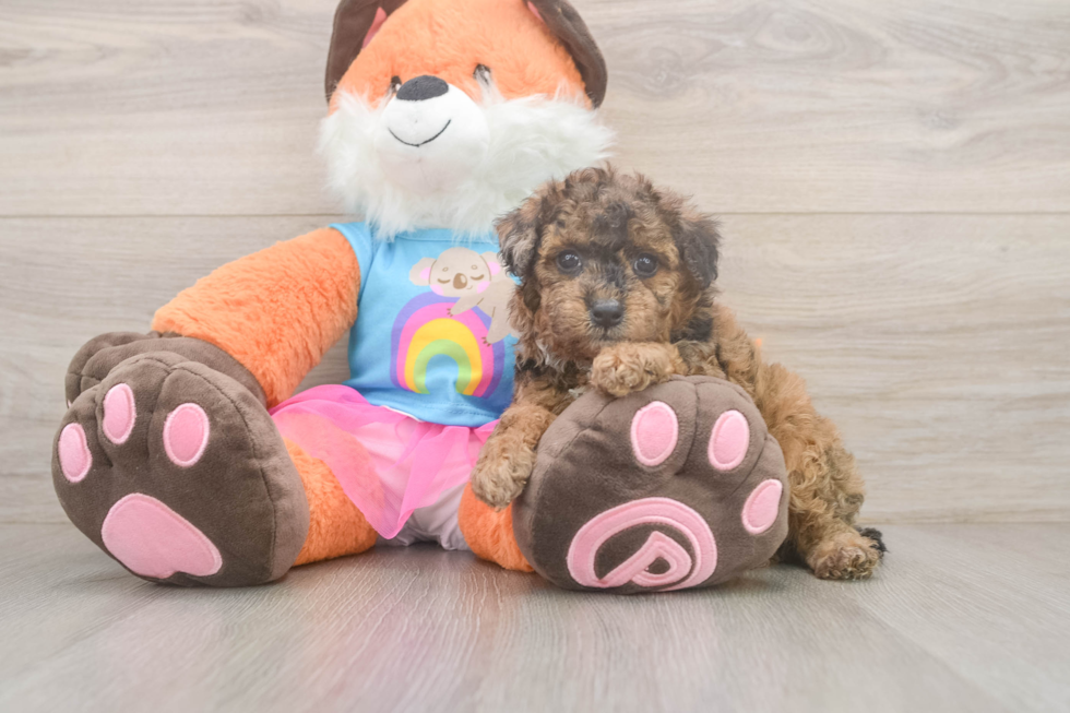 Poodle Pup Being Cute